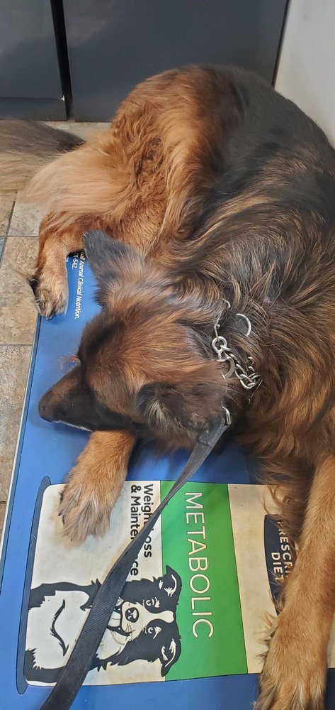 West Orange Animal Hospital - pet boarding facility in West Orange, NJ