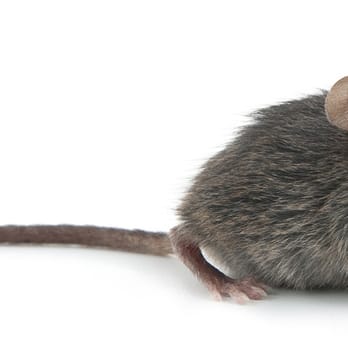 Titan Pest Services - Pest Control in New Jersey - Pest Control Near Me - Closter, New Jersey Titan Pest Services - Pest Control in New Jersey - Pest Control Near Me - Closter, New Jersey