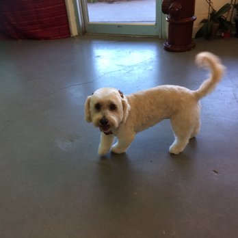 Marcie's Paw Spa - Pet Groomers Near Me - Golden Valley, Arizona Marcie's Paw Spa - Pet Groomers Near Me - Golden Valley, Arizona