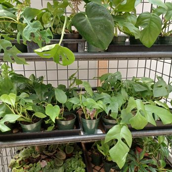 Plant Safari - Nurseries & Gardening Near Me - Upland, California Plant Safari - Nurseries & Gardening Near Me - Upland, California