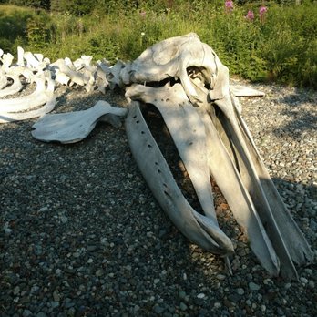 Alaska Native Heritage Center - Head of a whale - Museums Near Me - Anchorage, Alaska