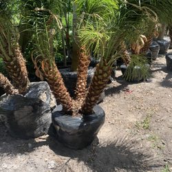 Papo Nurseries