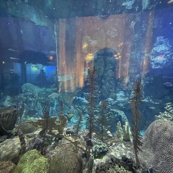 Shedd Aquarium - Aquariums Near Me - Chicago, Illinois
