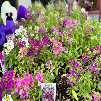 Jo Ann's Flowers - Nurseries & Gardening Near Me - Guthrie, Kentucky Jo Ann's Flowers - Nurseries & Gardening Near Me - Guthrie, Kentucky