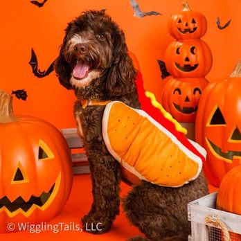 Wiggling Tails - My little hot dog doodle Ollie in the Wiggling Tails is Halloween photo shoot! - Pet Boarding Near Me