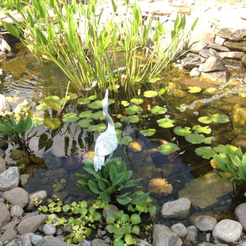 Kerr Landscaping - a bird in a pond with water lilies - Landscaping Near Me Kerr Landscaping - a bird in a pond with water lilies - Landscaping Near Me