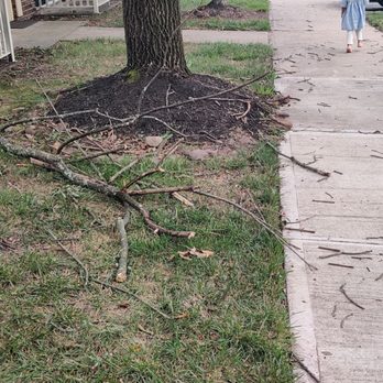 Lamberts Mill Village - Large branch I pushed out of the way because even after alerting management, no one cares. - Apartments Near Me - Scotch Plains, New Jersey
