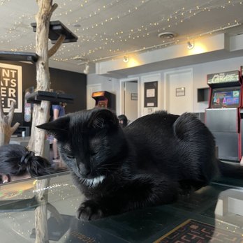 The Catcade - Lobby - Animal Shelters Near Me - Chicago, Illinois The Catcade - Lobby - Animal Shelters Near Me - Chicago, Illinois