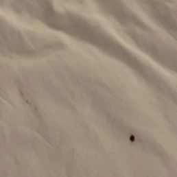 Bed bugs Bed bugs