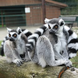 Tier - und Freizeitpark Thüle