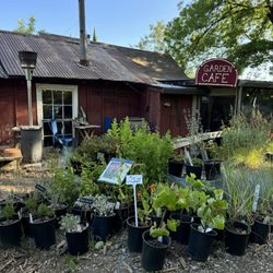 Mountain Sage Coffee - Outside area