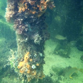 Alamar On the Bay - I Snorkled Under The Dock.! - Vacation Rentals Near Me - Key Largo, Florida