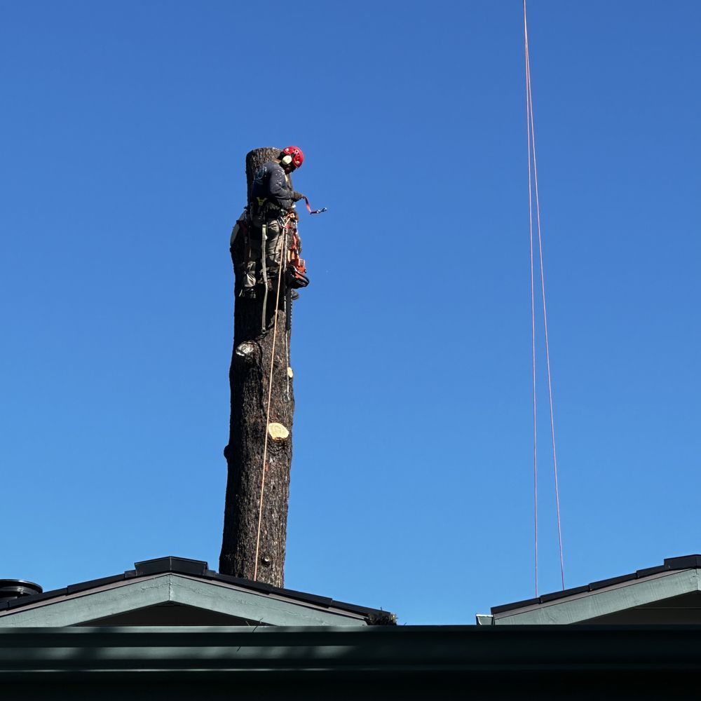 Ramirez Tree Service - Photo 5 Almost done - Tree Services Near Me Ramirez Tree Service - Photo 5 Almost done - Tree Services Near Me