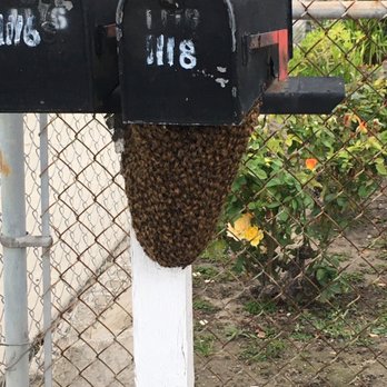 BeeSmart Bee Removal - Swarm of bees on mailbox post - Pest Control Near Me - Hemet, California
