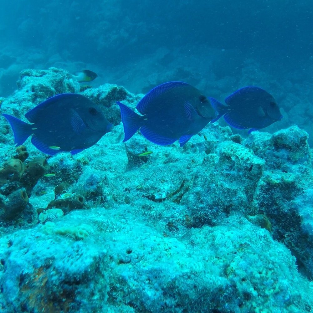 Rainbow Reef Dive Center - Scuba Diving Near Me - Key Largo, Florida Rainbow Reef Dive Center - Scuba Diving Near Me - Key Largo, Florida