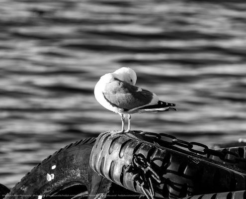 USS Hornet - Sea, Air and Space Museum by null