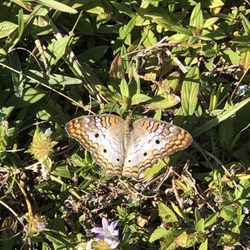 Cypress Creek Greenway