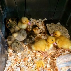Moriarty Farms - Straight run ducklings