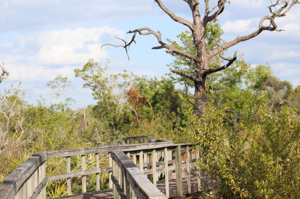 Briggs Nature Center Boardwalk Image
