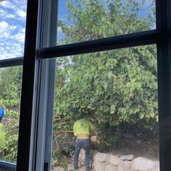 Premier Tree Experts - Tree Services Near Me - Orange, California Premier Tree Experts - Tree Services Near Me - Orange, California