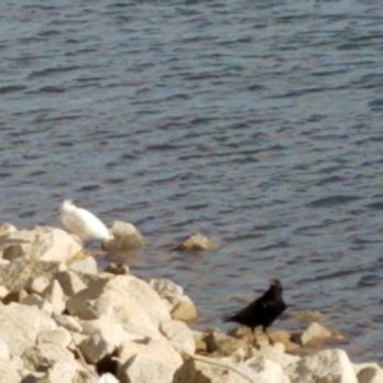 Lake Perris - The odd couple - Parks Near Me - Perris, California Lake Perris - The odd couple - Parks Near Me - Perris, California