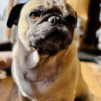 Wondercuts Barbershop - Pug - Barbers Near Me - San Jose, California Wondercuts Barbershop - Pug - Barbers Near Me - San Jose, California