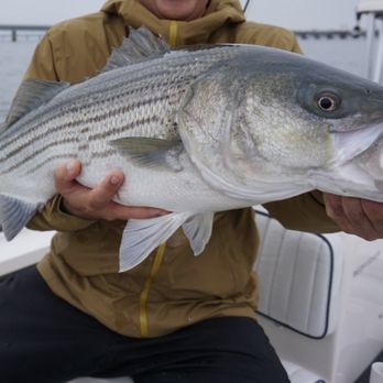 Cortes Outfitters - Striper caught on the fly with Capt Cortes April 2024. - Fishing Near Me - Brooklyn, New York