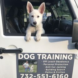 StingrayTommy - DOG TRAINING & DOG BOARDING