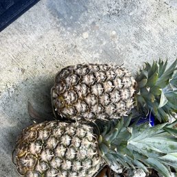 Moldy, old pineapples