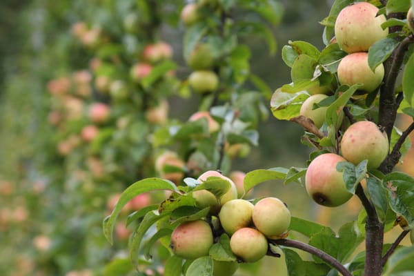 Alpenfire Cider by null