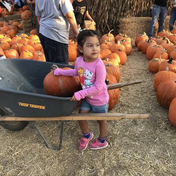 Pa's Pumpkin Patch - My daughter had a blast at the pumpkin patch - Amusement Parks Near Me - Lakewood, California