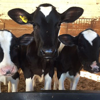 Sprucegate Farm - Cows - CSA Near Me - Walden, New York
