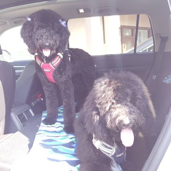Bathe R Doggie - Mister kept his classic afro - Pet Groomers Near Me - Pasadena, California Bathe R Doggie - Mister kept his classic afro - Pet Groomers Near Me - Pasadena, California