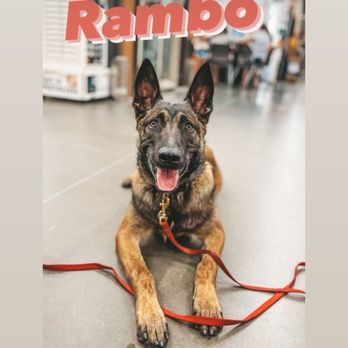 Wild Canine Training - Rambo - Pet Training Near Me