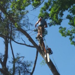 Majors Tree Surgeon - Hanging out