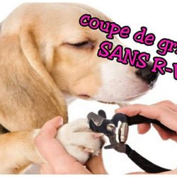 Toilettage Patte d'Art - Coupe de griffes sans rendez-vous.

Carte fidélité, 6e coupe gratuite