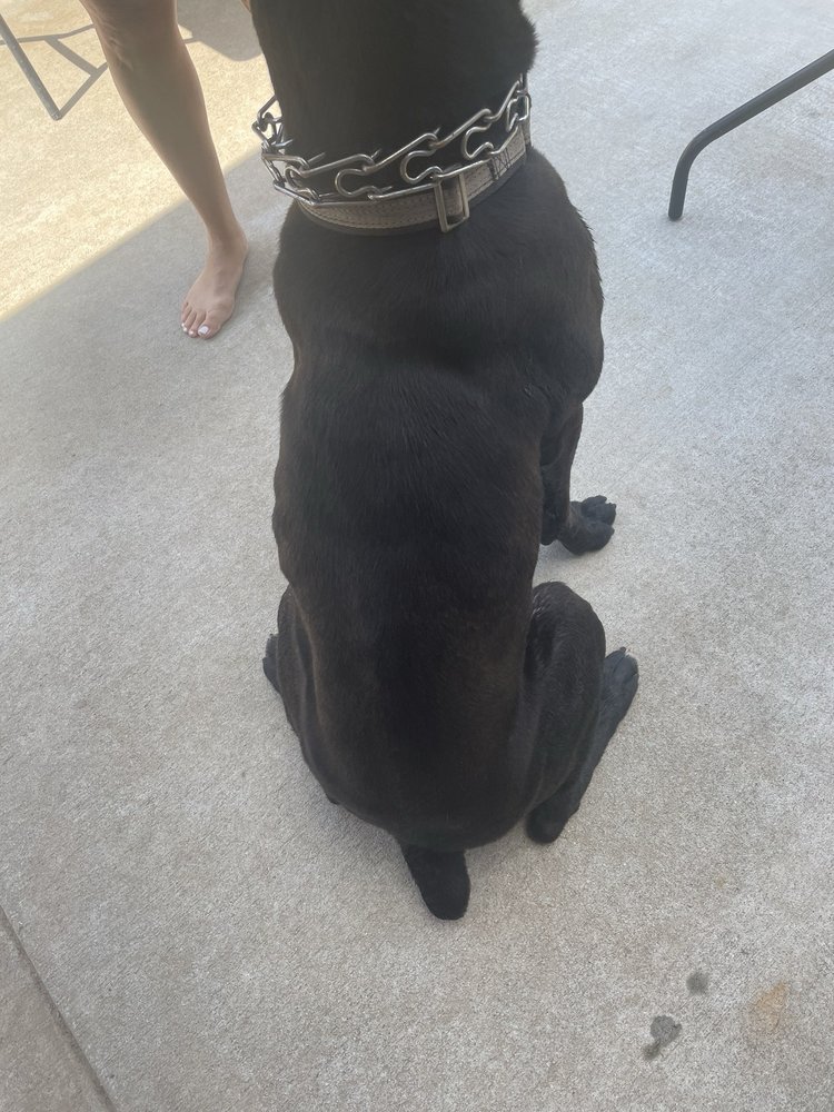 HAPPY PETS HOTEL & DOG TRAINING CENTER Updated October 2024 21