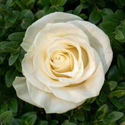 Tara Florist - Roses - Our Specialty