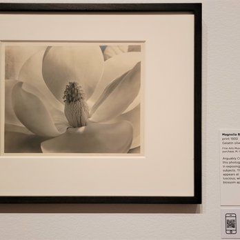 Seattle Art Museum - "Magnolia Blossom", by Imogen Cunningham - Art Museums Near Me - Seattle, Washington Seattle Art Museum - "Magnolia Blossom", by Imogen Cunningham - Art Museums Near Me - Seattle, Washington