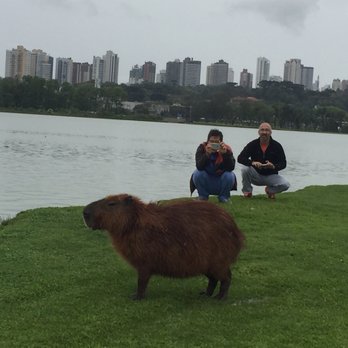 Parque Barigui - Capybara - Parks Near Me - Curitiba, Puerto Rico