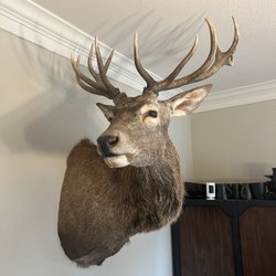 Knight’s Taxidermy - Red Stag