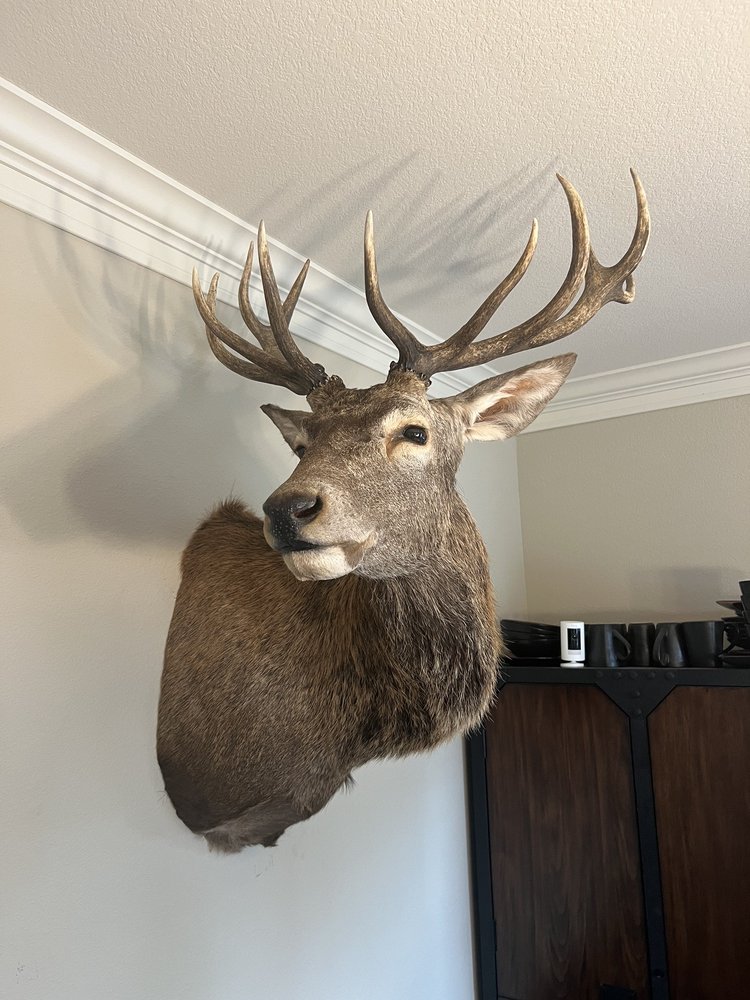 Knight’s Taxidermy - taxidermy in Waller, TX