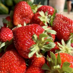 Landry Poche Strawberry Farm Inc