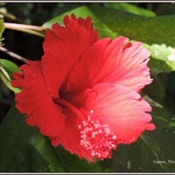 Hammock State Park - Hibiscus Flower seen in backside of Garden area at Hammock Park. (Photo by T.Gilmore) - Hiking Near Me - Dunedin, Florida