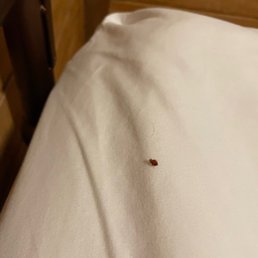This is a bed bug we found on the bed we were sleeping in. We didn't know until my boyfriend woke up itching with close to 20 bites on him. This is a bed bug we found on the bed we were sleeping in. We didn't know until my boyfriend woke up itching with close to 20 bites on him.