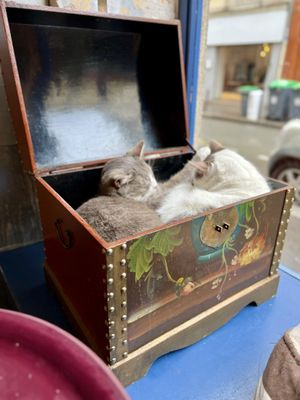 Le Café des Chats by null