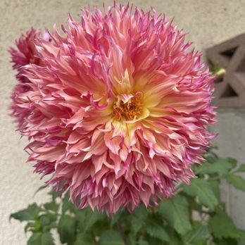 United Plant Growers - Nurseries & Gardening Near Me - Long Beach, California