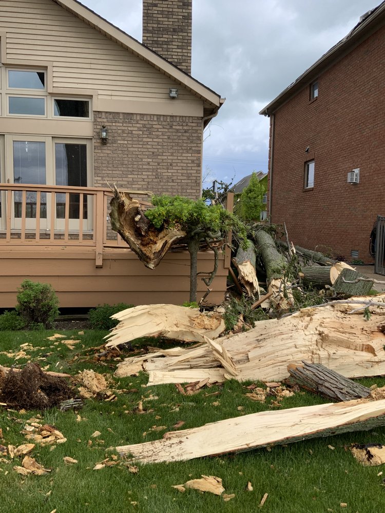 Trees And Stumps - tree service in Wayne, MI
