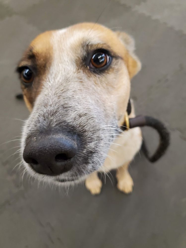 Ruff Tales Image