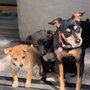 Photo of Rockport Veterinary Clinic